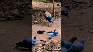 #peacock #birds #cute #peacok #funny #comedy