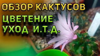 Уход за кактусом. Обзор кактусов. Кактусы и Суккуленты.