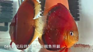 七彩神仙魚香港(熱帯魚の王様ディスカス)自家繁殖故事 Discus Laying Eggs, 44秒之後才是正片