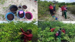 SAFRA DA GUABIRABA NO #ceará FOMOS PARA O MATO FAZER A COLHEITA MUITA FARTURA E CHOVEU MUITO