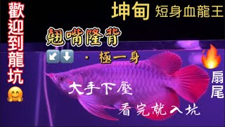 《超級短身紅龍 》， 為了品質不惜一切代價· 森湖水族/arowana/sumo紅龍/獨家代理