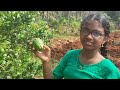 fresh from farm citron narthangai நார்த்தங்காய் citron narthangai narthan