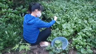 Among the rows of vegetables, the girl works diligently, plucking ripe crops with precision