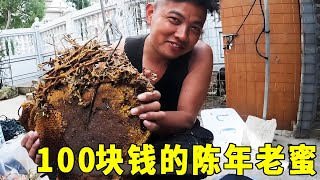 The apprentice spent 100 yuan to buy a nest of bees and dug up a nest of old honey  which made a lo