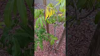 Longan tree with flowers #tropicalfruittrees #longan #龙眼 #arizona #fruit #fruittrees #blooming