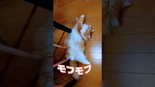 サイベリアンが成長すると？Lei編#shorts#cat #猫 #多頭飼い #サイベリアン