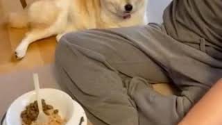 ごはんを食べさせて欲しい柴犬マコ