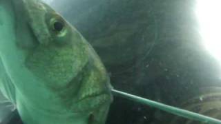 Spearfishing Bass in poor vis October 2009