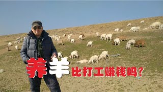 养100只羊一年能赚多少钱？农民大哥说不如打工，这是怎么回事？