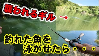 【バス釣り】バス釣り初心者を連れて釣りをしていたらまさかの衝撃映像が・・・【釣民コラボ】