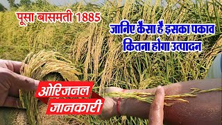 पूसा बासमती 1885 | Pusa Basmati 1885   1885 Paddy Popular Video