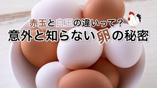 卵の赤玉と白玉は何が違うの？ 意外と知らない卵の秘密