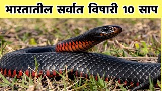 भारतातील सर्वात विषारी 10 साप|Top 10 Venomous Snakes in India|Most Dangerous Snakes in India