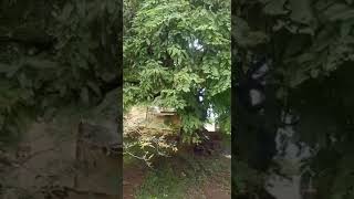 Red tamarind Tree with fruits