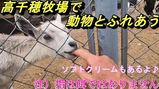 高千穂牧場へ癒しを求めて。動物とふれあいなごみ時間。ソフトクリームもおいしい♪