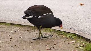 Moorhens in the early morning