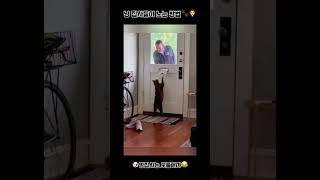 냥집사 최애영상 모음집 mp4 🐾#pets #funny #cats