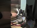 妈咪走开我只要爹地！ husky pets 萌寵 cute 搞笑 狗狗