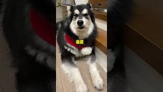 妈咪走开我只要爹地！ #husky #pets #萌寵 #cute #搞笑 #狗狗