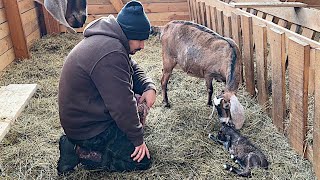 КОГО РОДИЛА КОЗА? МЫ ЧУТЬ ИХ НЕ ПОТЕРЯЛИ! ЭТО ОСТАЕТСЯ НЕИЗМЕННЫМ! НАША ФЕРМА!