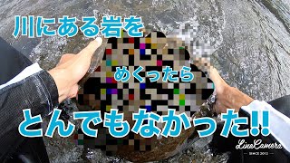 【グロ注意】川の岩をめくったら…【川遊び】