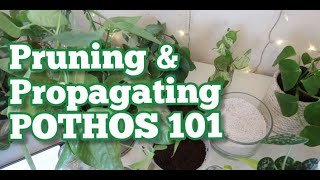 POTHOS PROPAGATION 101: grow bigger pothos with 99% success rate & minimal lost! FULL WALK THROUGH