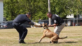 Haverstraw PD K9 Karma Suspect Apprehension After Vehicle Pursuit (Demonstration)