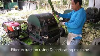 Pineapple fiber extraction