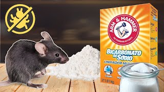 TRUCO CASERO con Bicarbonato, Azúcar y Harina CONTRA LAS RATAS   ¡FUNCIONA!