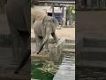 アジアゾウ❤️スネが痒いゾウ🐘💦 #おもしろ #動物  #京都市動物園 #shorts