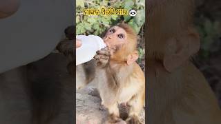 ମାଙ୍କଡ ପିଉଛି କ୍ଷୀର 🐼#shorts #viral #monkey #animals #trending #cartoon