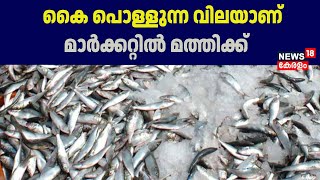 Sardine Fish Price Hike| \