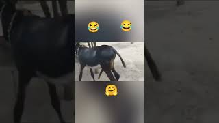 gadha vs gadhi donkey mating 🐩 romansh #shorts