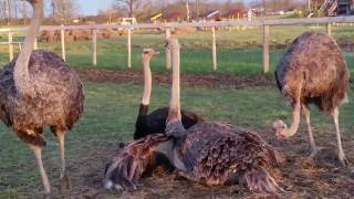 Ostrich Land Ontario - Ostrich laying an egg