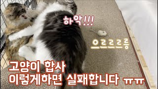 [고양이 합사 실패 경험] 고양이 합사 이렇게하면 실패합니다. | 원룸 합사 EPI 02| 둘째 고양이 입양 Vlog.