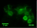 nidcr actin during regulated exocytosis in a salivary acinar cell