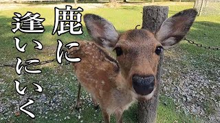 スーパーカブで奈良公園に行こう ～暗峠を越えて～ の巻