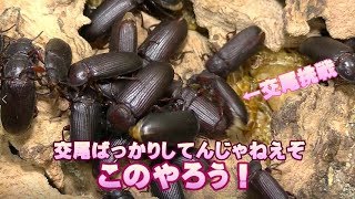 【閲覧注意】ミルワーム飼育講座中級・生魚餌が及ぼす飼育環境悪化リスクとその対策。【ゴミリウム】