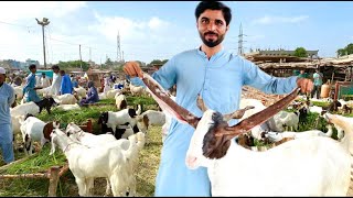 Bakra Mandi 2024 | Update Price | Eid Ul Azha Special Animals