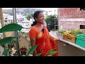 sridevi s terrace garden శ్రీదేవి గారి మిద్దెతోట terracegarden gardening