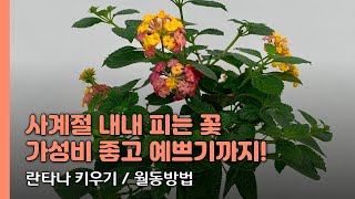 사계절 내내 피는 꽃 가성비 좋고 예쁘기까지한 란타나 키우기, 월동방법