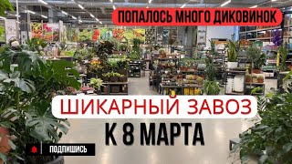 Шикарный завоз растений к 8 Марта! Попалось много диковинок.