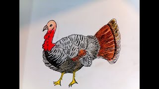 Turkey simple drawing for Beginners/Animals/Pencil drawing/Turkey