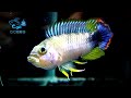 2 15【dc短鯛坊】w霸王短鯛 no.e12【dwarfcichlids】