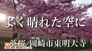 葵桜（河津桜）｜BGM：よく晴れた空に・さまよい　- Jun Nakaguchi