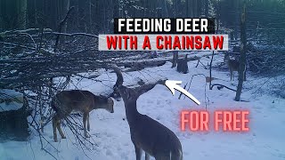 Feeding Deer With A Chainsaw - Free Woody Browse