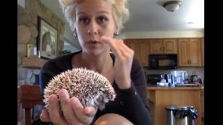 Angry hedgehog behaviour