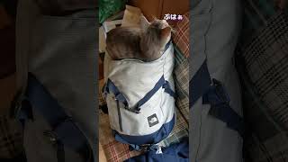 娘のカバンを抜き打ちチェックする子猫 #shorts #猫 #保護猫