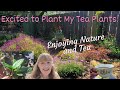 Excited to Plant My Tea Plants!  Enjoying Nature and Tea