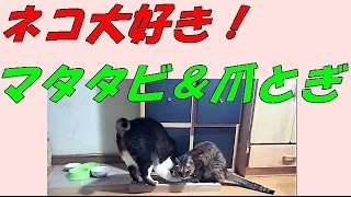 ネコ大好き！マタタビと爪とぎ